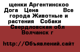 щенки Аргентинскоо Дога › Цена ­ 25 000 - Все города Животные и растения » Собаки   . Свердловская обл.,Волчанск г.